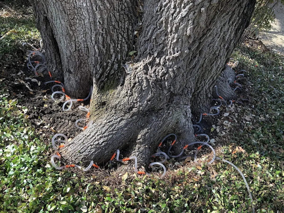 Detailed Tree Cabling and Bracing job site in Osceola Mills