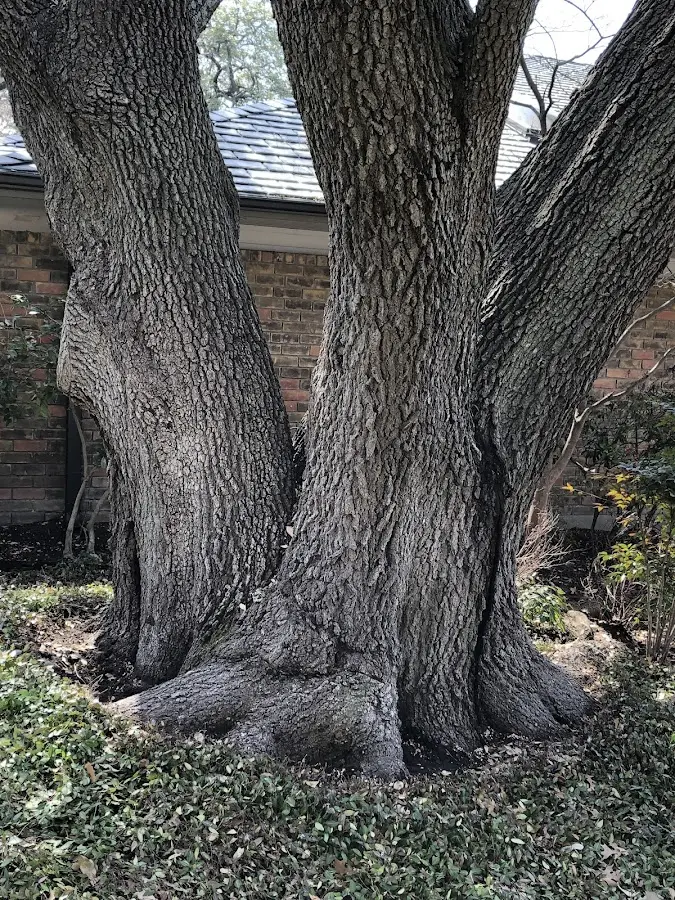Mature heritage tree close to a Osceola Mills property cared for by certified arborists